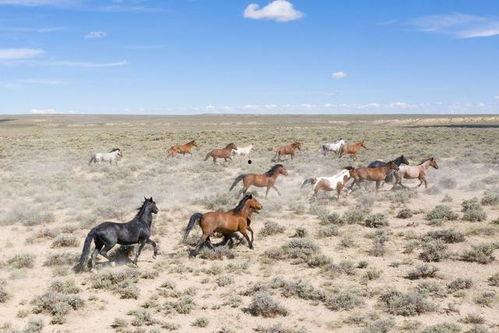 8月神奇动物爆料最新,神秘生物齐聚,奇幻世界再掀波澜 第2张 8月神奇动物爆料最新,神秘生物齐聚,奇幻世界再掀波澜 第2张